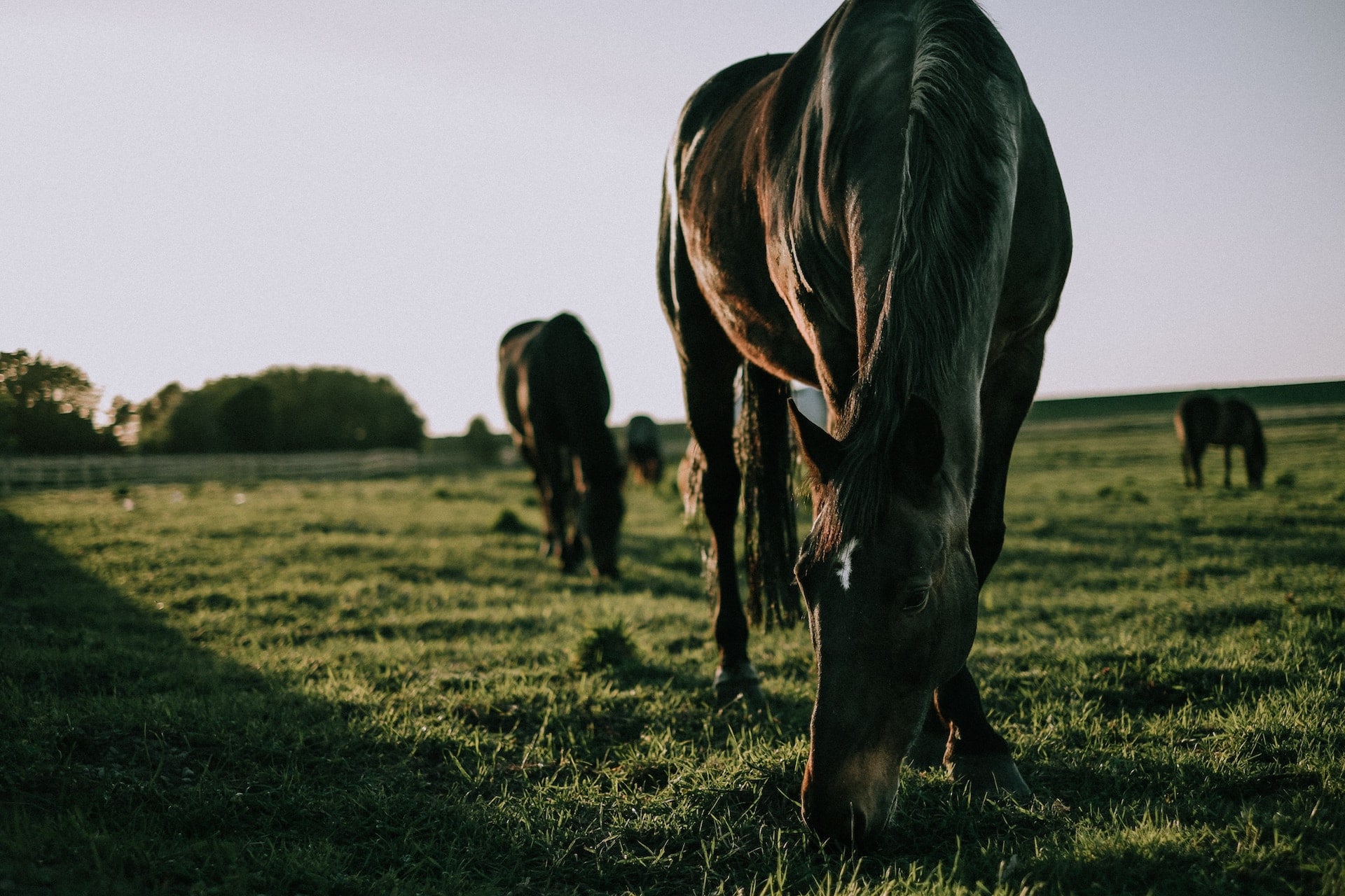 Read more about the article Pastwiska dla koni i ich znaczenie w hodowli
