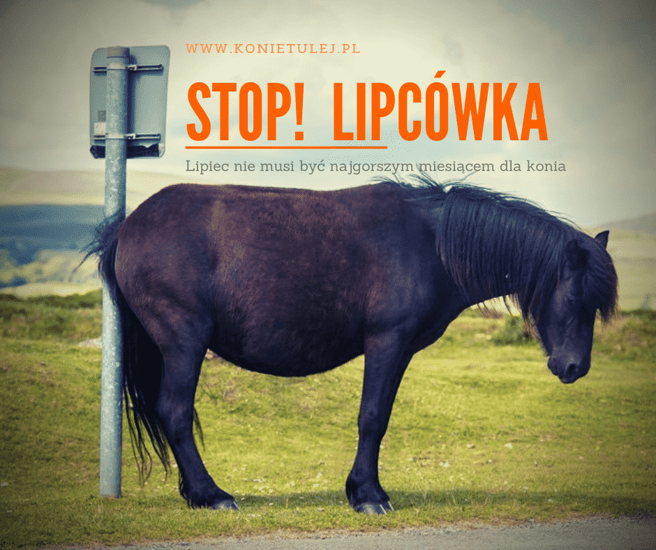 Read more about the article Lipcówka u koni – objawy i leczenie