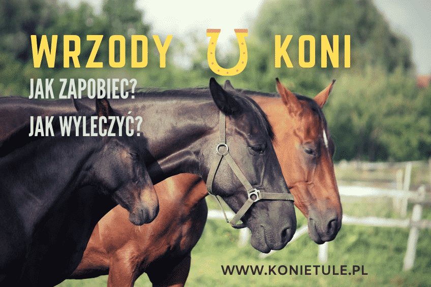 Read more about the article Wrzody u konia – jak rozpoznać i leczyć