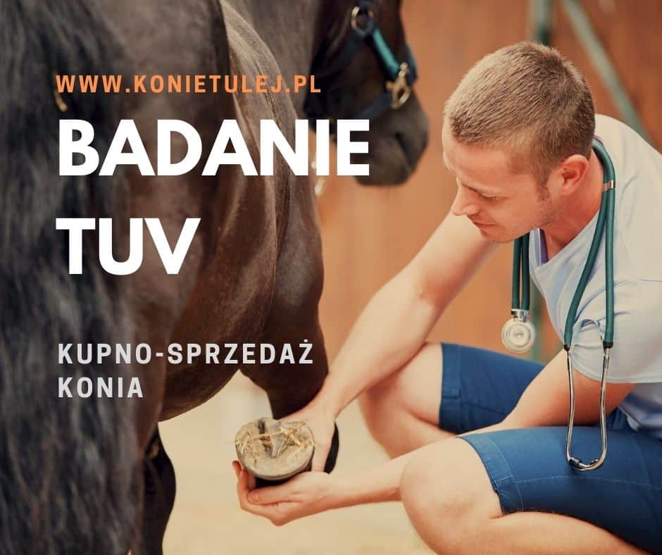 Read more about the article Badanie kupno sprzedaż konia