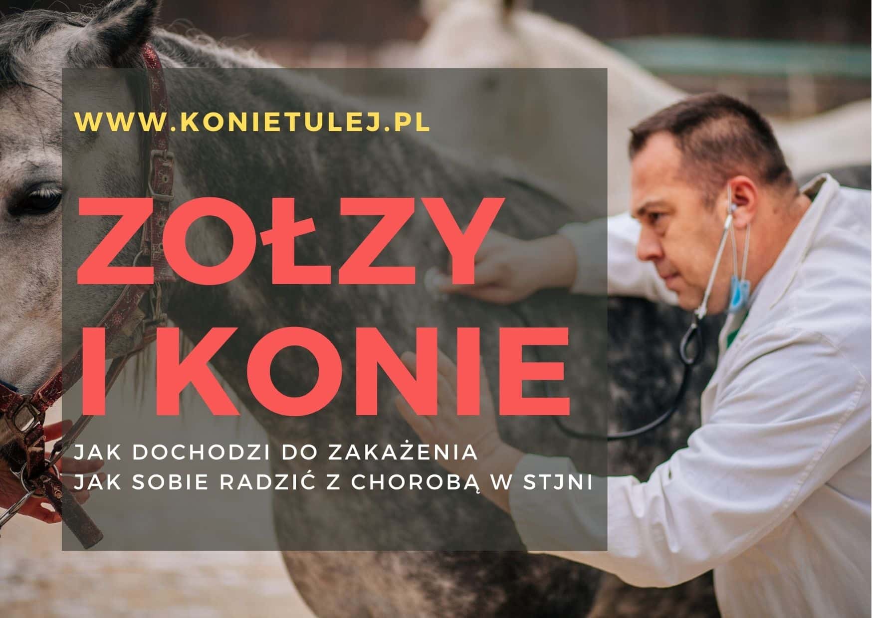 Read more about the article Zołzy u koni groźna zakaźna choroba koni