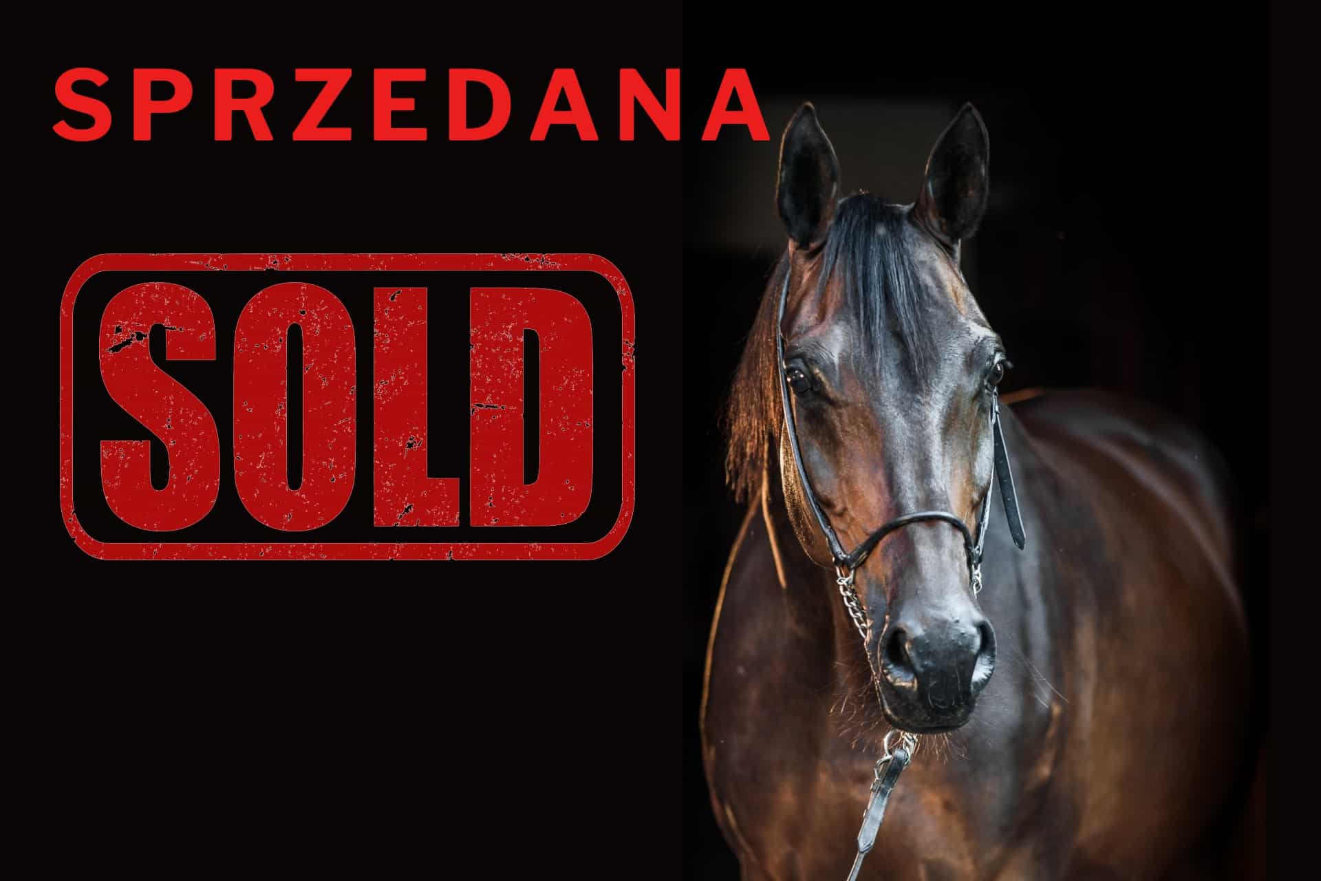 Read more about the article Arnika Sprzedana – SOLD
